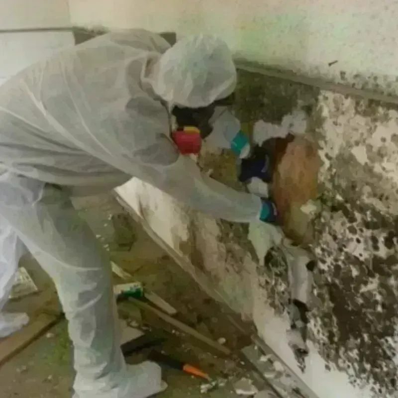 Mold Remediation and Removal in Monroe County, FL